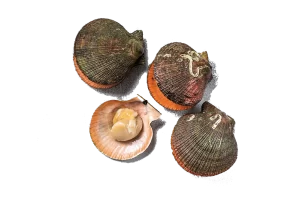 Shetland sustainably caught scallops delivered direct to your restaurant